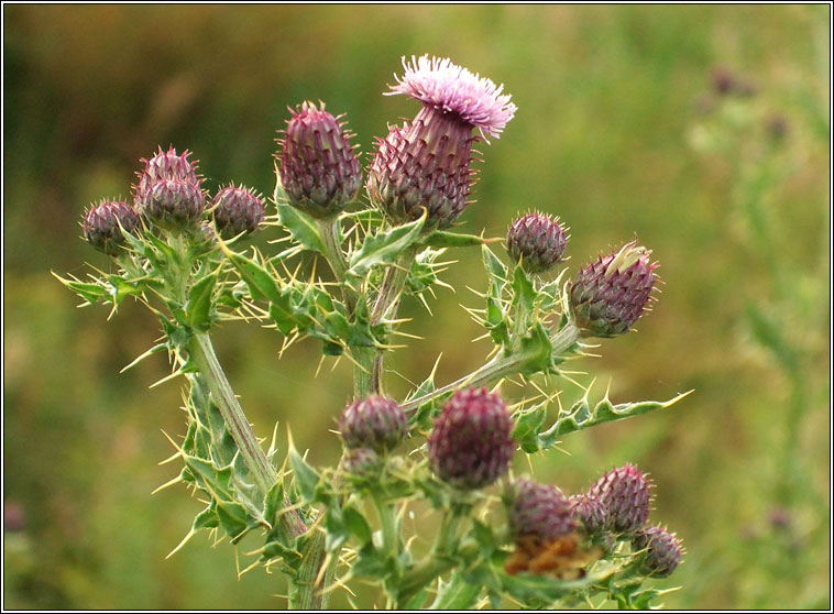 Creeping Thistle, Cirsium arvense, Feochad�n reatha