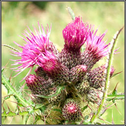 Marsh Thistle, Cirsium palustre, Feochad�n corraigh