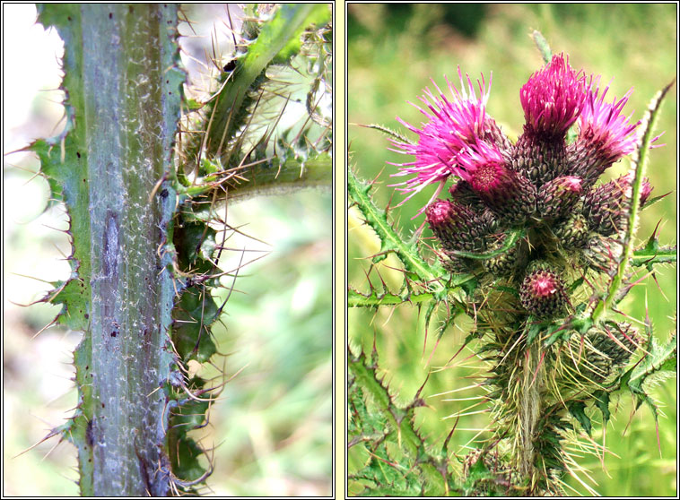 Marsh Thistle, Cirsium palustre, Feochad�n corraigh