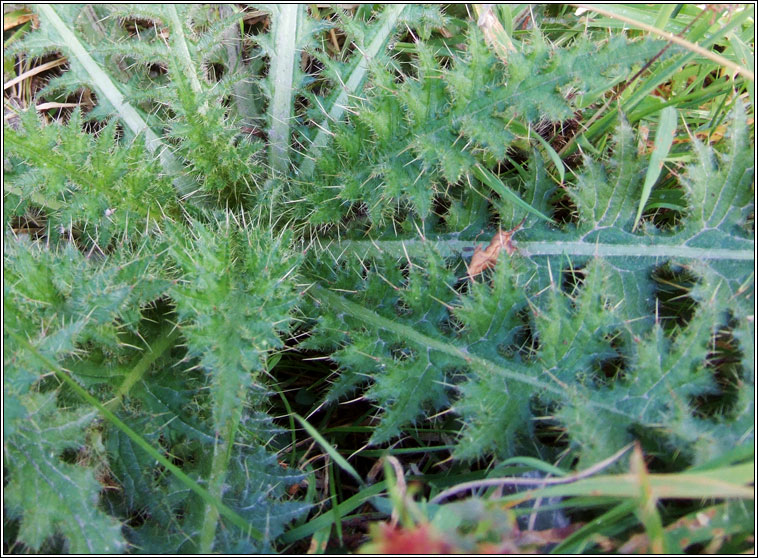Marsh Thistle, Cirsium palustre, Feochad�n corraigh