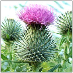 Spear Thistle, Cirsium vulgare, Feochad�n colgach