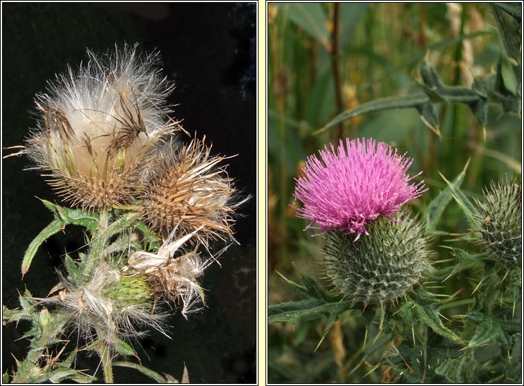 Spear Thistle, Cirsium vulgare, Feochad�n colgach