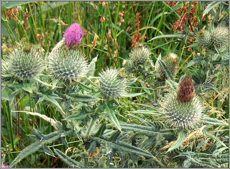 Spear Thistle, Cirsium vulgare, Feochad�n colgach