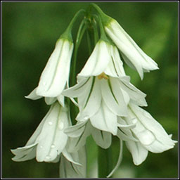 Three-cornered Garlic, Allium triquetrum, Creamh garra�