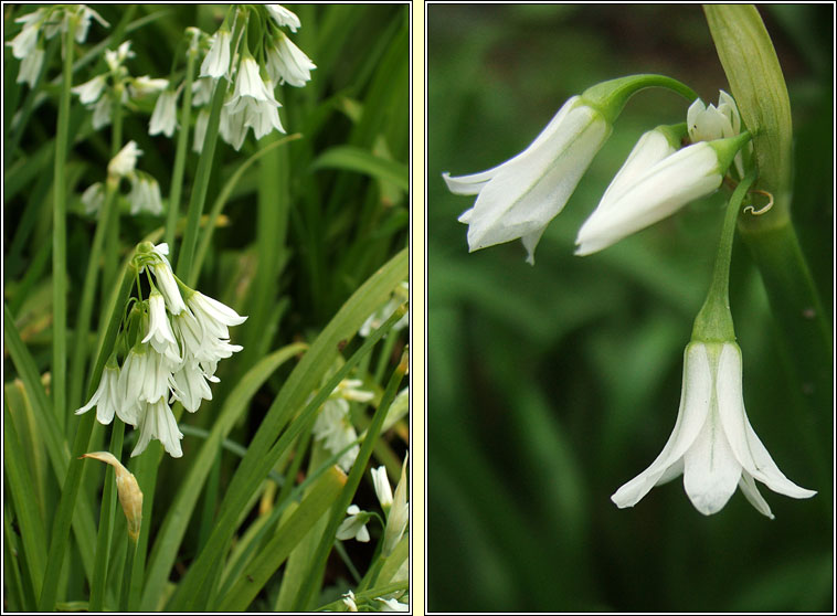 Three-cornered Garlic, Allium triquetrum, Creamh garra�