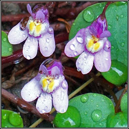Ivy-leaved Toadflax, Cymbalaria muralis, Lus l�n an fhalla