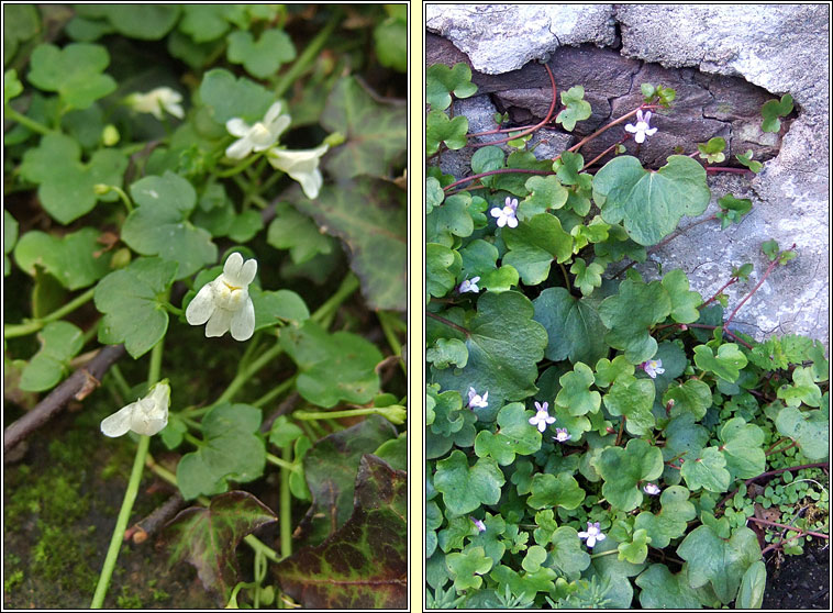 Ivy-leaved Toadflax, Cymbalaria muralis, Lus l�n an fhalla