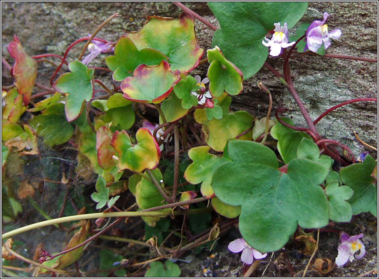 Ivy-leaved Toadflax, Cymbalaria muralis, Lus l�n an fhalla