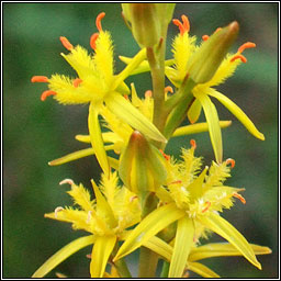 Bog Asphodel, Narthecium ossifragum, Sciollam na mon�