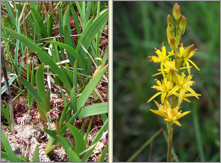 Bog Asphodel, Narthecium ossifragum, Sciollam na mon�