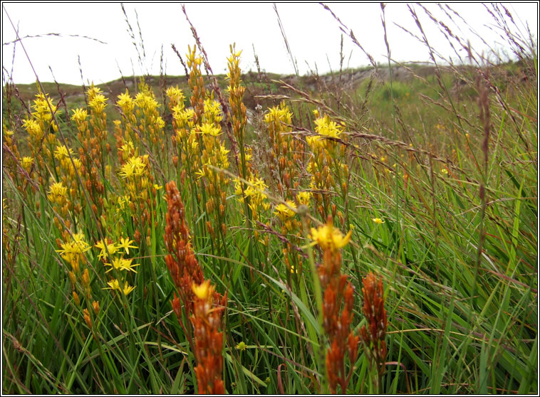 Bog Asphodel, Narthecium ossifragum, Sciollam na mon�