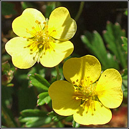Tormentil, Potentilla erecta, N�alfartach