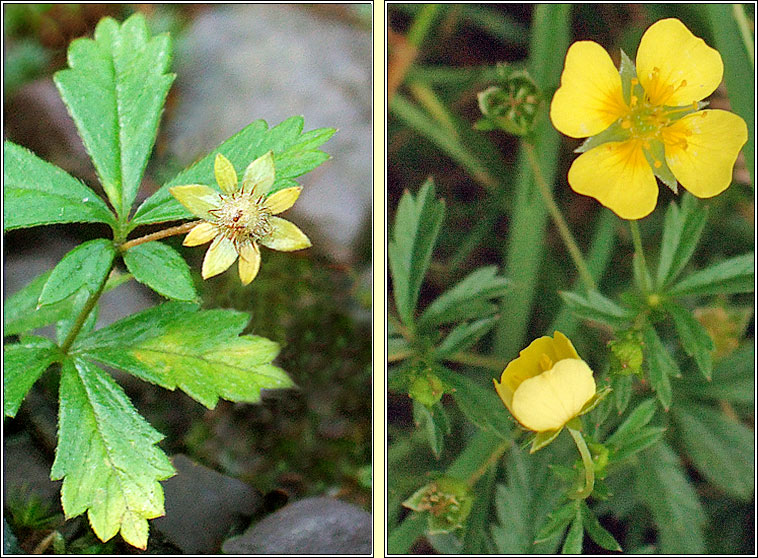 Tormentil, Potentilla erecta, N�alfartach