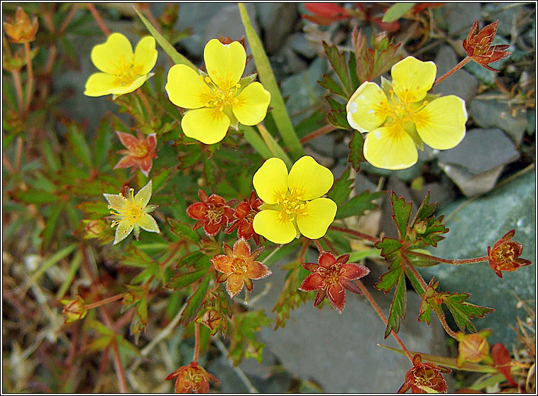 Tormentil, Potentilla erecta, N�alfartach