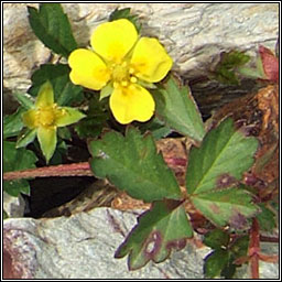Trailing Tormentil, Potentilla anglica, N�alfartach shraoilleach