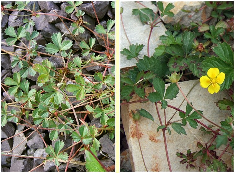 Trailing Tormentil, Potentilla anglica, N�alfartach shraoilleach