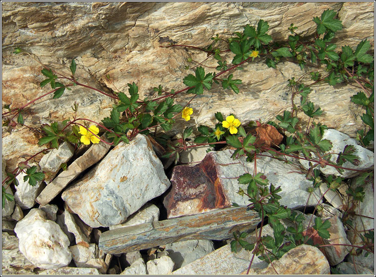 Trailing Tormentil, Potentilla anglica, N�alfartach shraoilleach