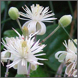 Travellers Joy, Clematis vitalba, Gabhr�n