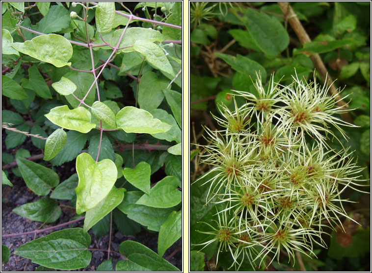 Travellers Joy, Clematis vitalba, Gabhr�n