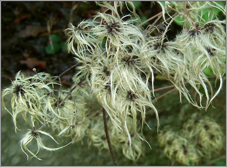 Travellers Joy, Clematis vitalba, Gabhr�n
