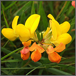 Common Birds-foot Trefoil, Lotus corniculatus, Crobh �in