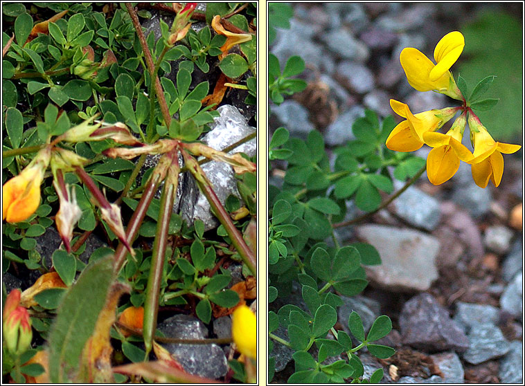 Common Birds-foot Trefoil, Lotus corniculatus, Crobh �in