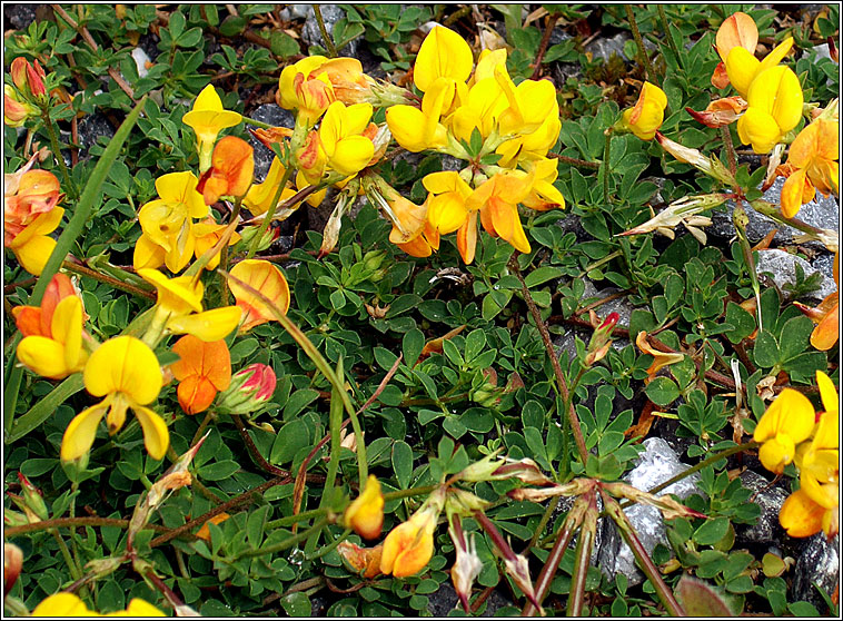 Common Birds-foot Trefoil, Lotus corniculatus, Crobh �in