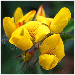 Greater Birds-foot Trefoil, Lotus pedunculatus, Crobh �in corraigh