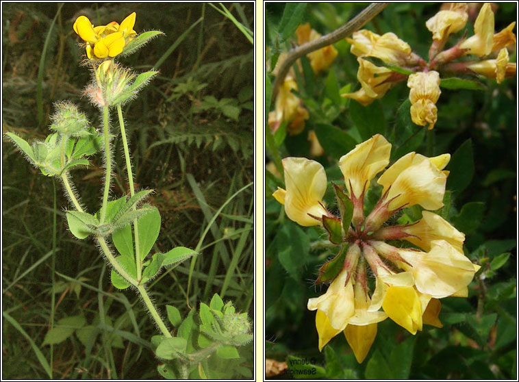 Greater Birds-foot Trefoil, Lotus pedunculatus, Crobh �in corraigh