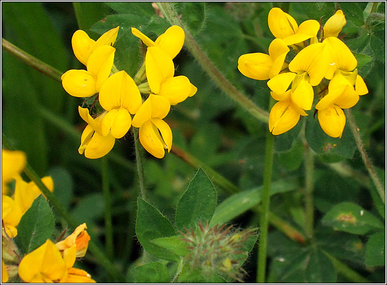 Greater Birds-foot Trefoil, Lotus pedunculatus, Crobh �in corraigh