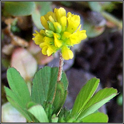 Lesser Trefoil, Trifolium dubium, Seamr�g