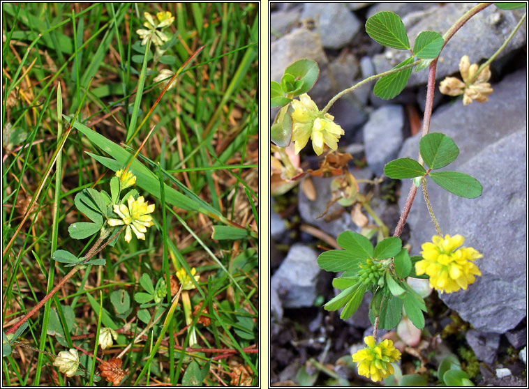 Lesser Trefoil, Trifolium dubium, Seamr�g