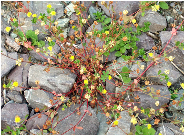 Lesser Trefoil, Trifolium dubium, Seamr�g