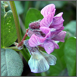 Bush Vetch, Vicia sepium, Peasair fhi�in