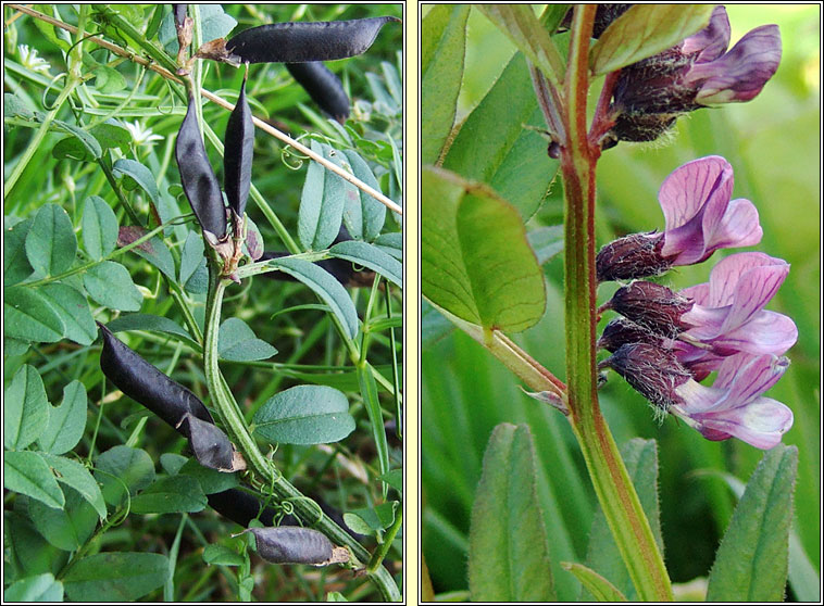 Bush Vetch, Vicia sepium, Peasair fhi�in