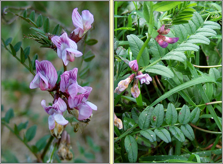 Bush Vetch, Vicia sepium, Peasair fhi�in