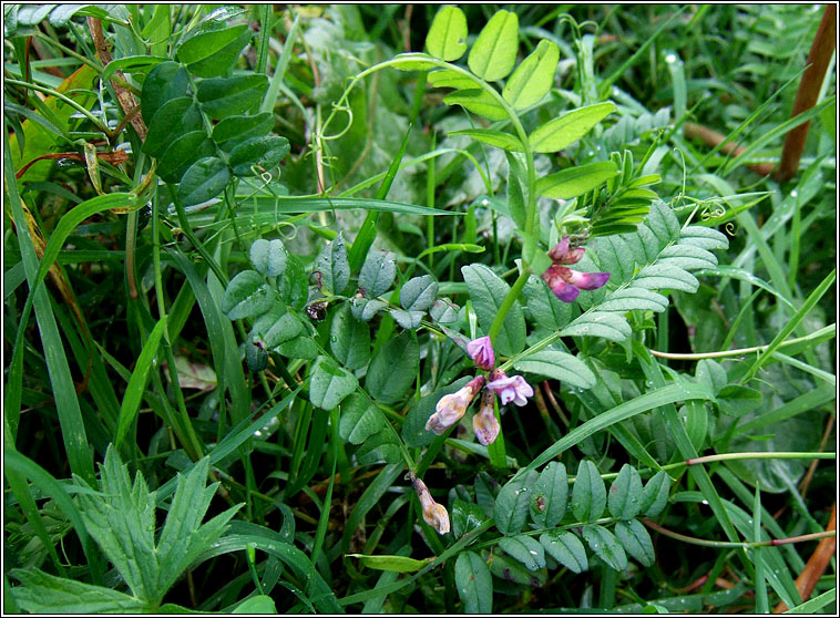 Bush Vetch, Vicia sepium, Peasair fhi�in