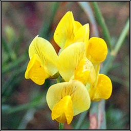 Meadow Vetchling, Lathyrus pratensis, Pisbu�