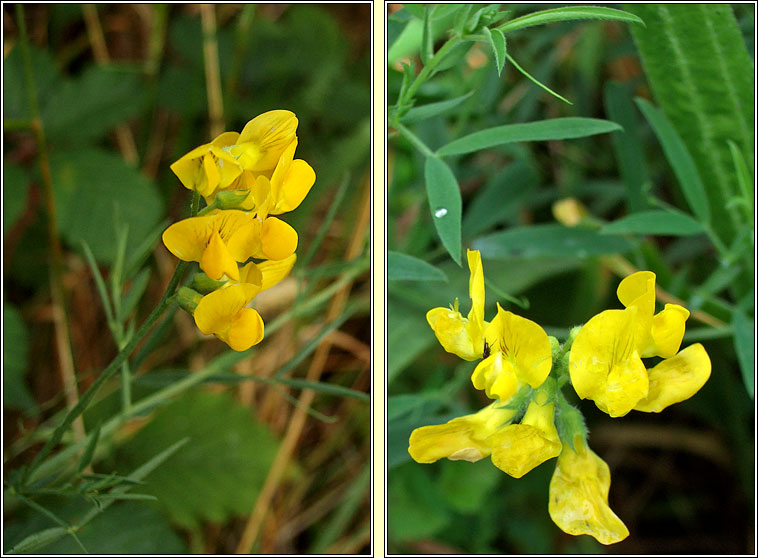 Meadow Vetchling, Lathyrus pratensis, Pisbu�