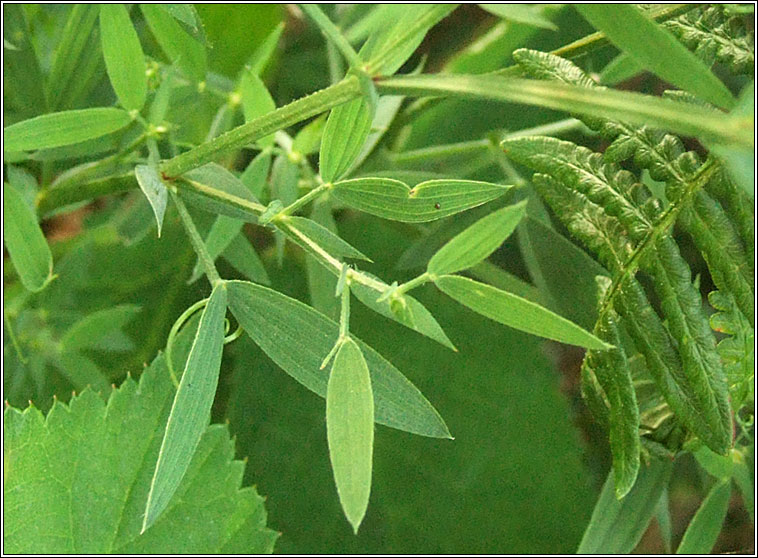 Meadow Vetchling, Lathyrus pratensis, Pisbu�