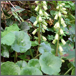Wall Pennywort, Navelwort, Umbilicus rupestris, Carn�n caisil