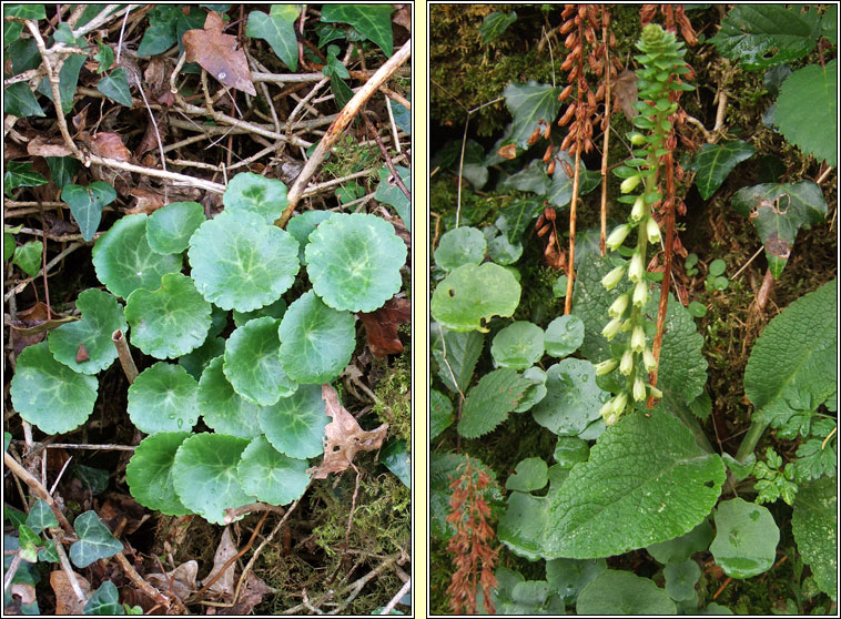 Wall Pennywort, Navelwort, Umbilicus rupestris, Carn�n caisil