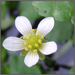 Round-leaved Crowfoot, Ranunculus omiophyllus, N�al uisce cruinn