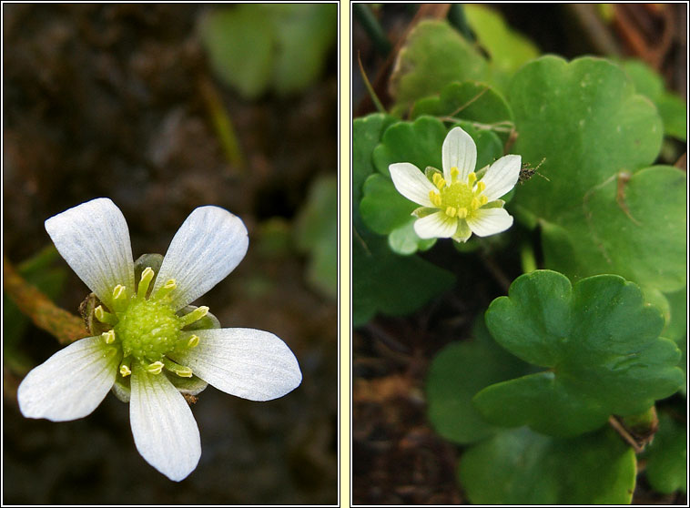 Round-leaved Crowfoot, Ranunculus omiophyllus, N�al uisce cruinn