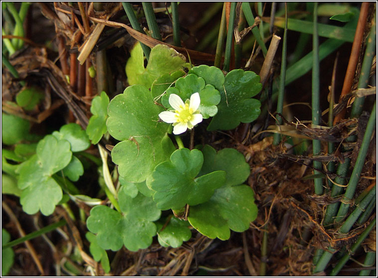 Round-leaved Crowfoot, Ranunculus omiophyllus, N�al uisce cruinn