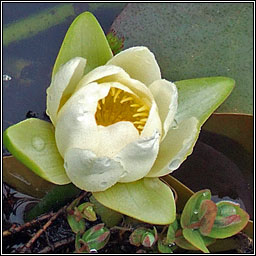 White Water-lily, Nymphaea alba, Bac�n b�n