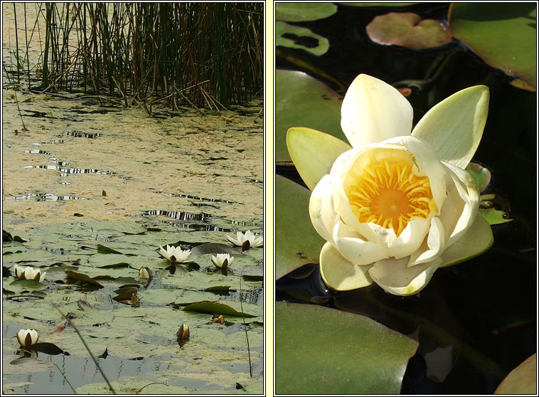 White Water-lily, Nymphaea alba, Bac�n b�n