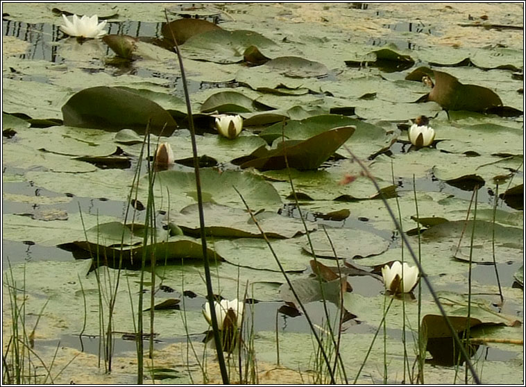 White Water-lily, Nymphaea alba, Bac�n b�n