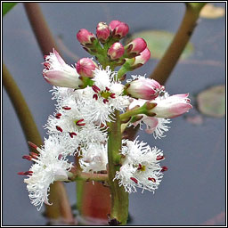 Bogbean, Menyanthes trifoliata, Bearn�n lachan
