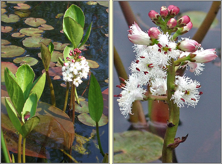 Bogbean, Menyanthes trifoliata, Bearn�n lachan